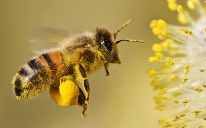 El polen de abeja, un tesoro oculto